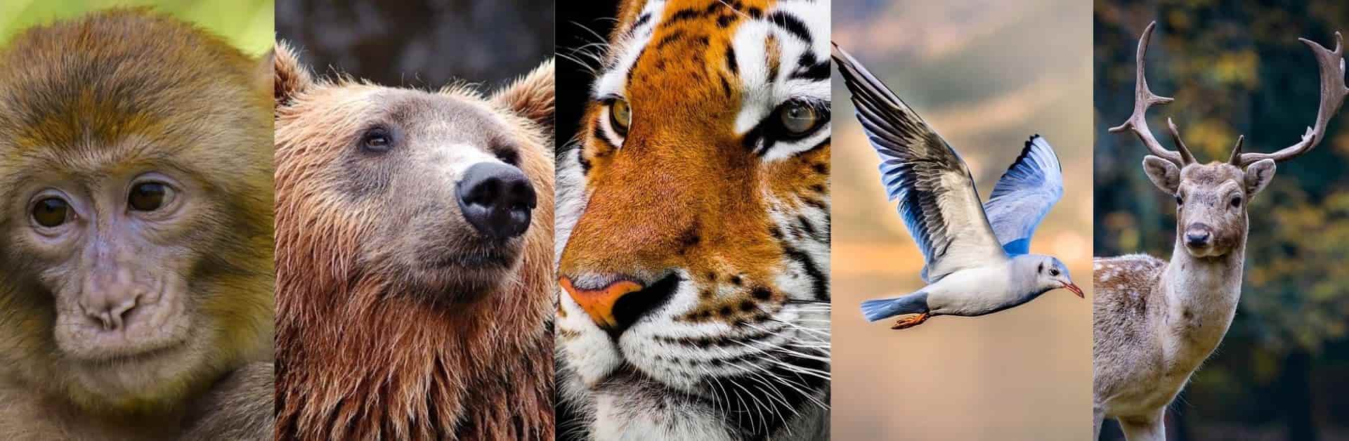 Inicio | Shaolin Wahnam Institute - Gran Maestro Wong Kiew Kit Juego de los 5 Animales Chi Kung Hua Tuo - Sifu Wong Kiew Kit